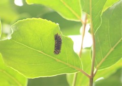 Histia flabellicornis