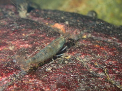 Caridina cantonensis