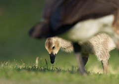 Branta canadensis