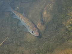 Opsariichthys evolans