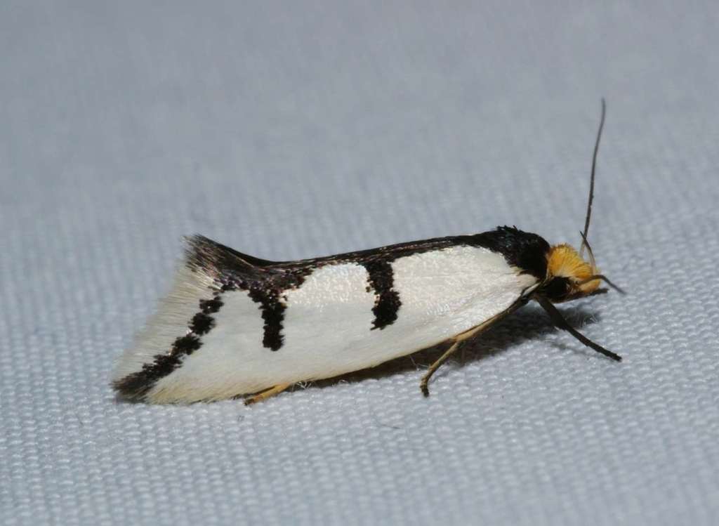 Ocystola crystallina