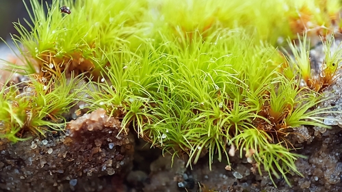Dicranella heteromalla observed 2026-09-28