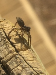 Artoriopsis