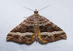 Chrysolarentia vicissata
