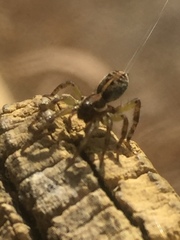 Artoriopsis