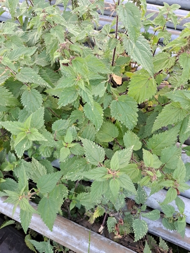 great stinging nettle