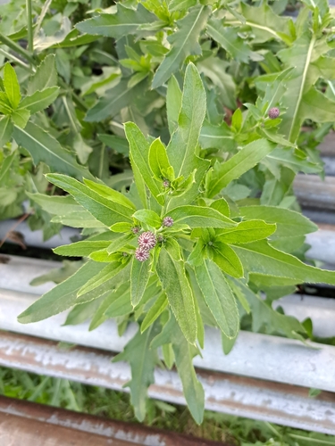 creeping thistle