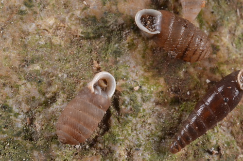 Doliolum observed 2026-09-28