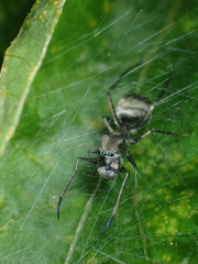 Toxeus globosus