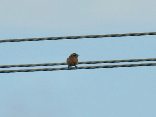 European Stonechat