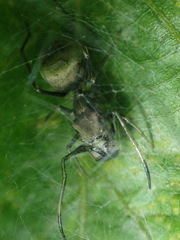 Toxeus globosus