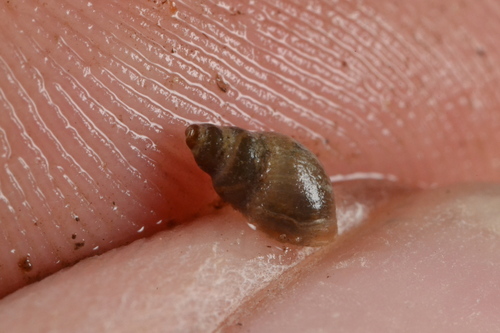 Galba truncatula observed 2026-09-28