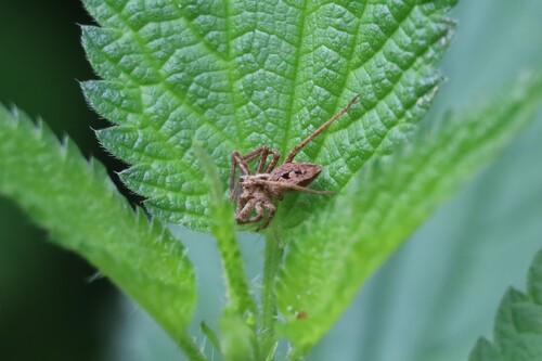 European Nursery Web spider
