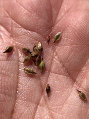 Carex serratodens