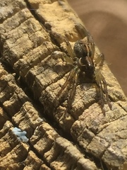 Artoriopsis