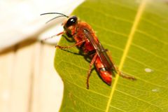 Sphex latreillei