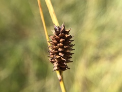 Carex serratodens