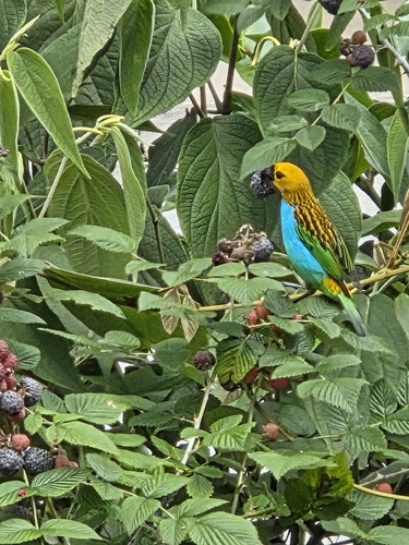 Gilt-edged Tanager