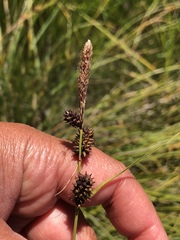 Carex serratodens