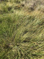 Carex serratodens