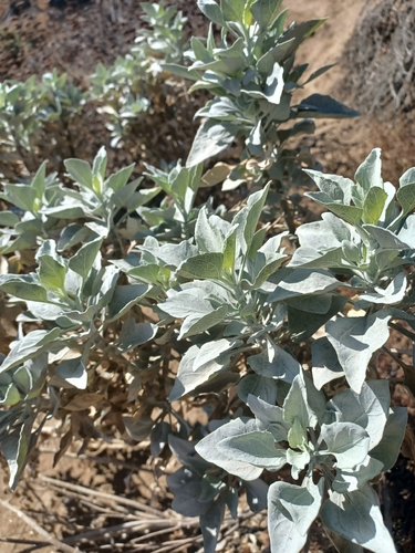 Brittlebush