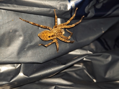 Mediterranean Spiny False Wolf Spider