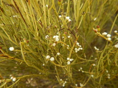 Choretrum glomeratum