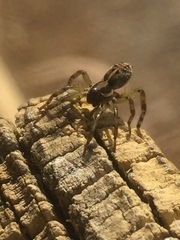 Artoriopsis