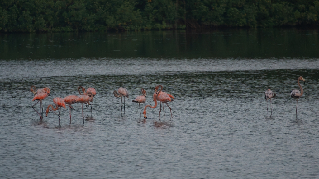 American flamingos standing in shallow water beside mangroves in Trinidad