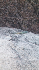 Petrosaurus thalassinus