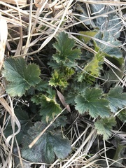 Geum macrophyllum perincisum