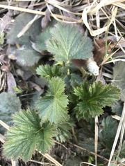 Geum macrophyllum perincisum