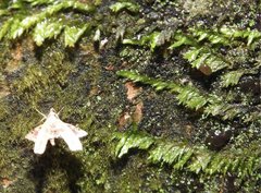 Nosphistica bisinuata