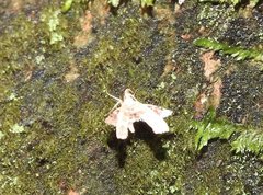 Nosphistica bisinuata