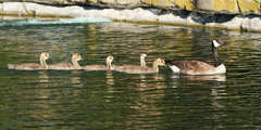 Branta canadensis