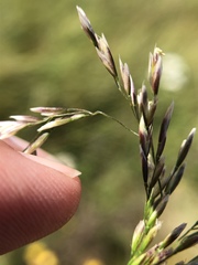 Deschampsia cespitosa cespitosa