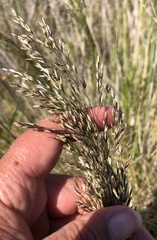 Deschampsia cespitosa cespitosa