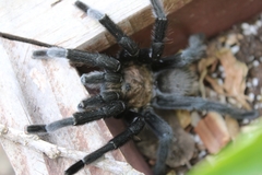 Aphonopelma anax