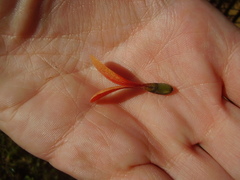 Alberta magna