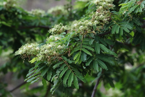 Albizia adianthifolia observed 2026-09-25