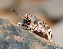 Rhinaria tragocephala
