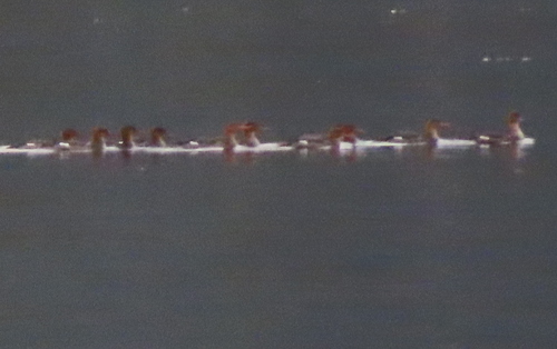 Common Merganser