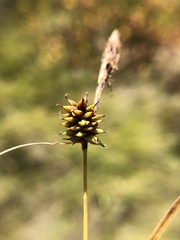 Carex serratodens