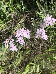 Phlox longifolia