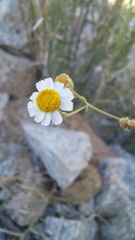 Perityle crassifolia