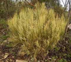 Choretrum glomeratum