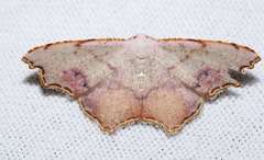 Epicompsa xanthocrossa