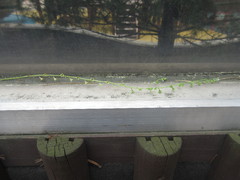 Trigonotis peduncularis