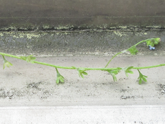 Trigonotis peduncularis