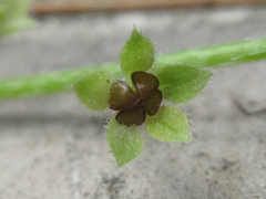 Trigonotis peduncularis